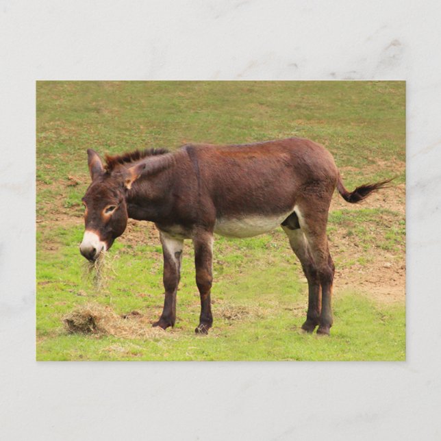 Cute Donkey Having Lunch Postcard (Front)