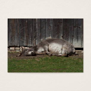 Cute Donkey Resting After A Sand Bath
