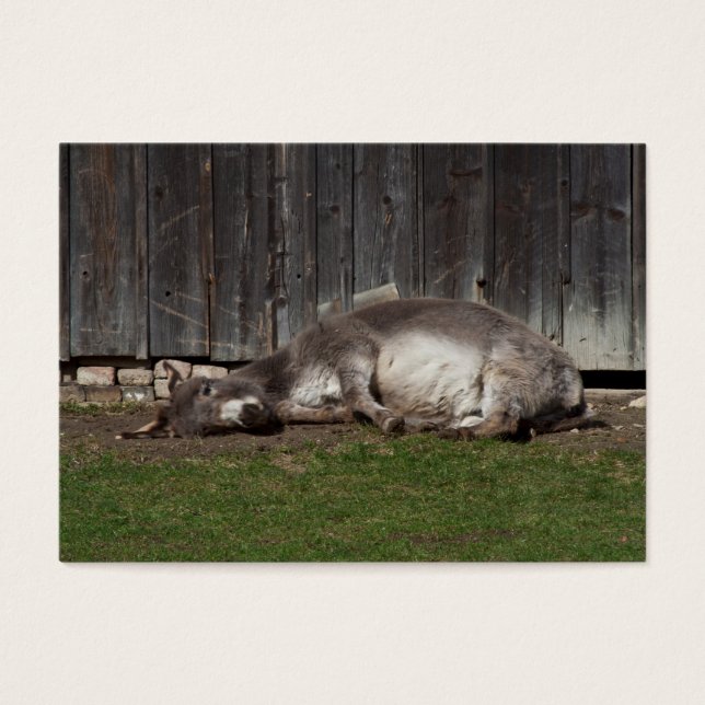 Cute Donkey Resting After A Sand Bath (Front)