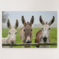 Cute Donkeys In Misty Paddock Animals Nature