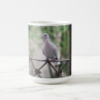 Cute Dove White Pigeon Love & Peace Symbol Bird
