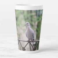 Cute Dove White Pigeon Love & Peace Symbol Bird