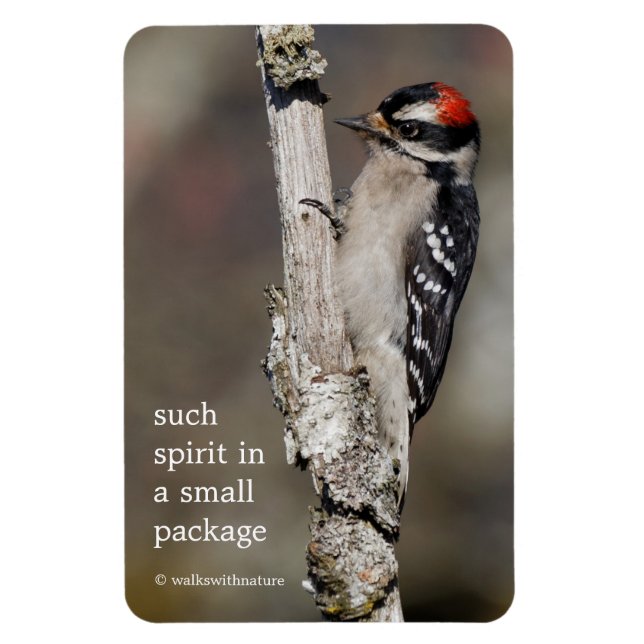 Cute Downy Woodpecker Bird on Branch Magnet (Vertical)