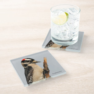 Cute Downy Woodpecker on Fruit Tree Glass Coaster