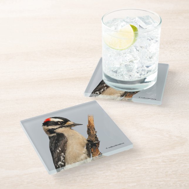 Cute Downy Woodpecker on Fruit Tree Glass Coaster (Angled)