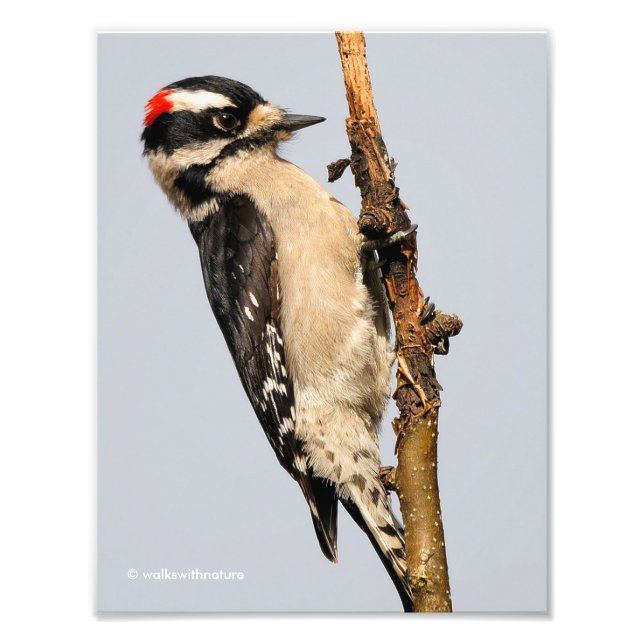 Cute Downy Woodpecker on Fruit Tree Photo Print (Front)