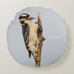 Cute Downy Woodpecker on Fruit Tree Round Cushion
