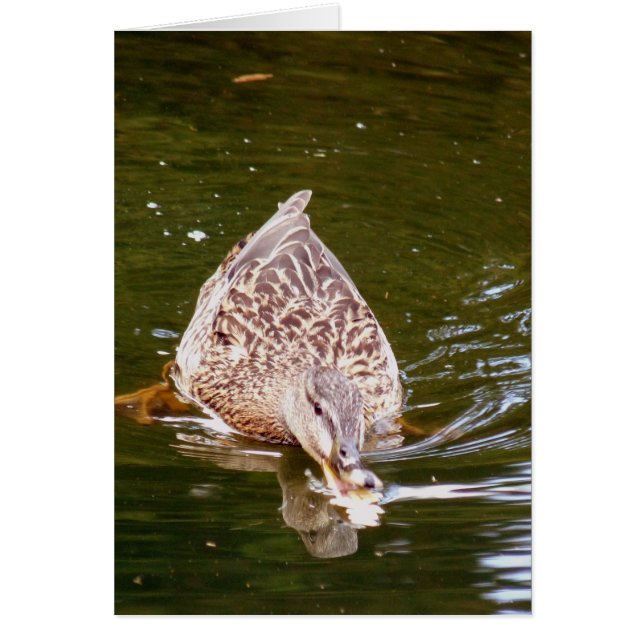 Cute Duck Feeding (Front)