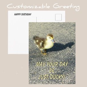 Cute Duckling Happy Birthday Wildlife Photography Postcard