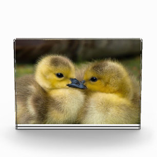 Cute ducklings photo block