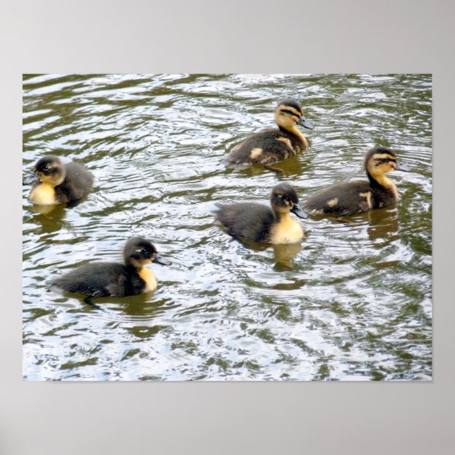 Cute Ducklings Swimming Poster (Front)