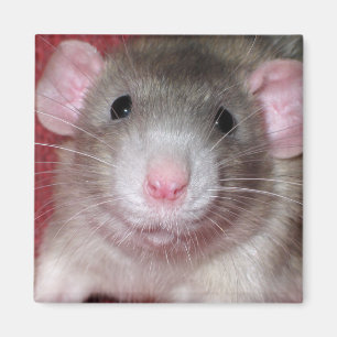 Cute Dumbo Rat Magnet