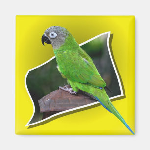 Cute Dusky Headed Conure Parrot Bird Magnet