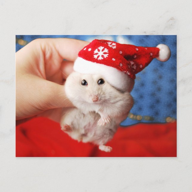 Cute dwarf hamster Tutku with Santa Claus hat Holiday Postcard (Front)