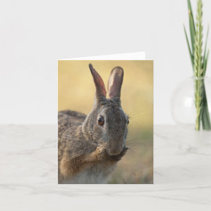Cute Eastern Cottontail Rabbit Photo - Wildlife Holiday Card