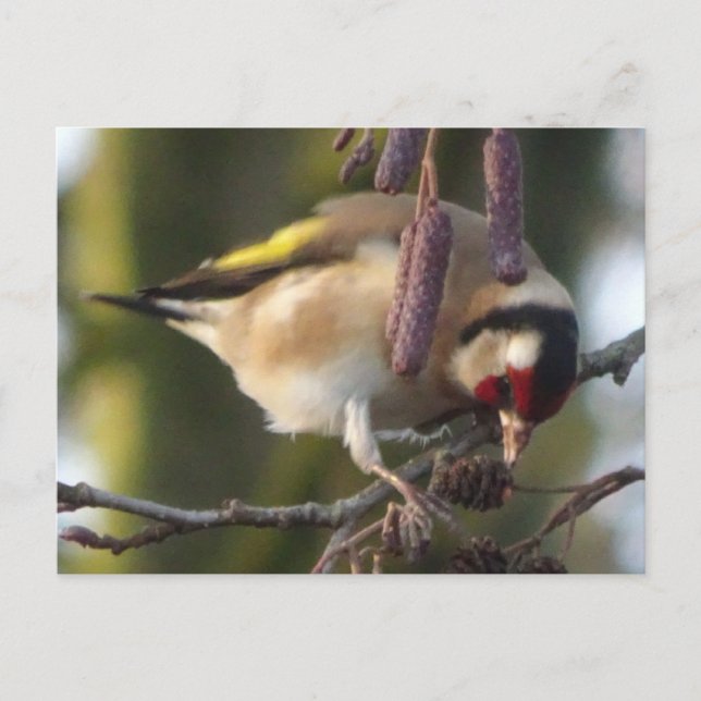 Cute eating Goldfinch DIY Postcard (Front)