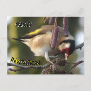 Cute eating Goldfinch Party Invitation Postcard