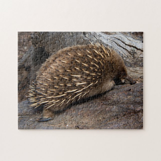 Cute Echidna Australia, Childrens 252 pieces Jigsaw Puzzle (Horizontal)