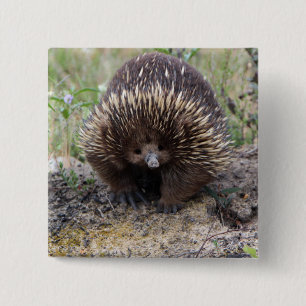 Cute Echidna from Australia 15 Cm Square Badge