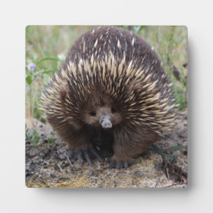 Cute Echidna from Australia Plaque