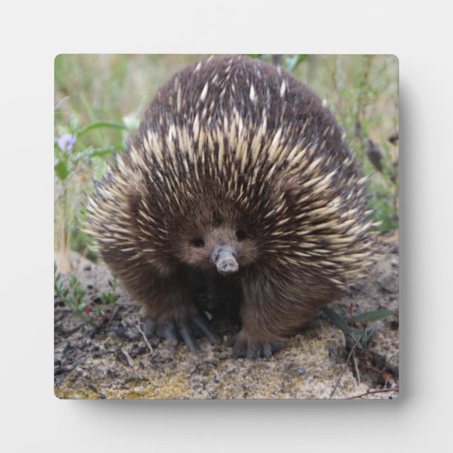 Cute Echidna from Australia Plaque (Front)