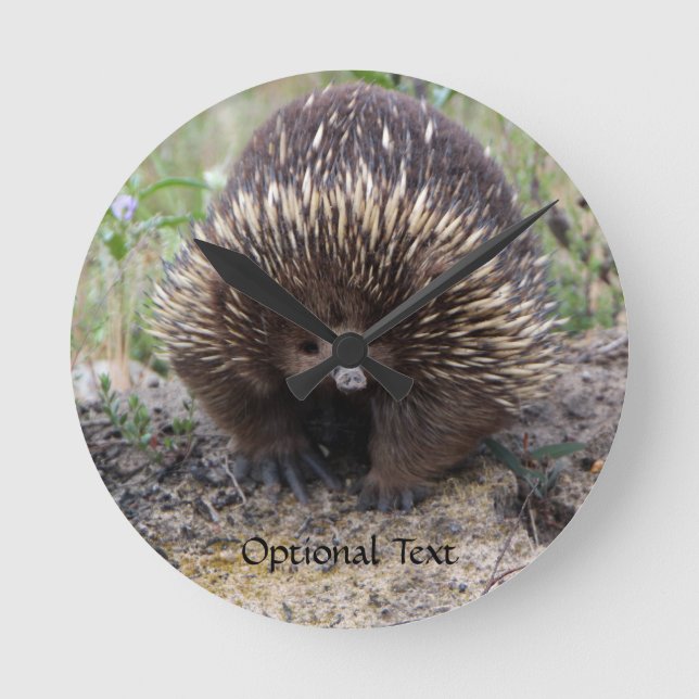 Cute Echidna from Australia Round Clock (Front)