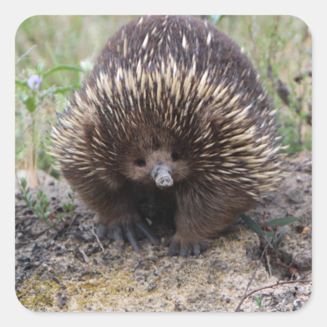 Cute Echidna from Australia Square Sticker (Front)