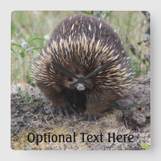 Cute Echidna from Australia Square Wall Clock (Front)