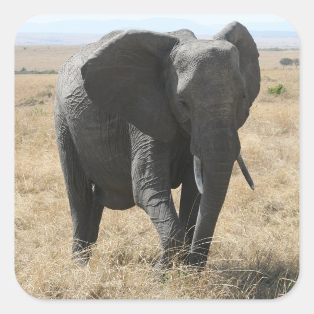 cute elephant square sticker (Front)