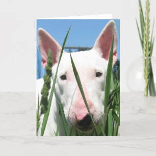 Cute English Bull Terrier Card