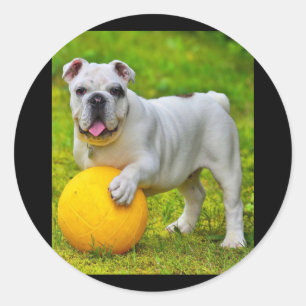 Cute English Bulldog Basketball Bulldog Lover Gift Classic Round Sticker