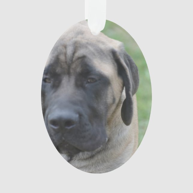 Cute English Mastiff Ornament (Front)