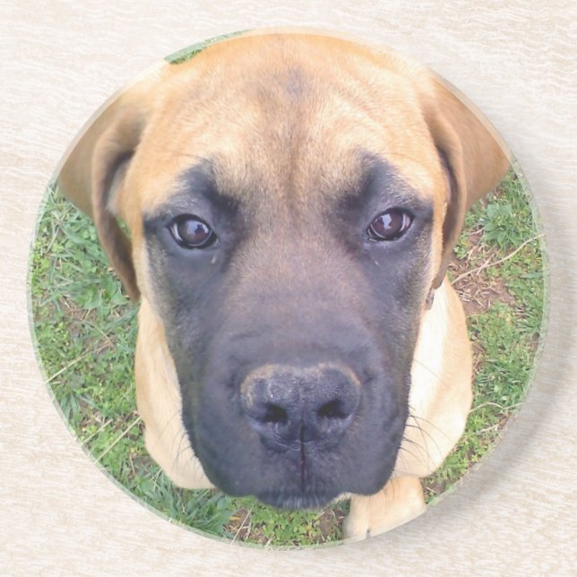 Cute English Mastiff Puppy close-up photo Coaster (Front)