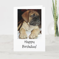 Cute English Mastiff Puppy photo - Happy Birthday
