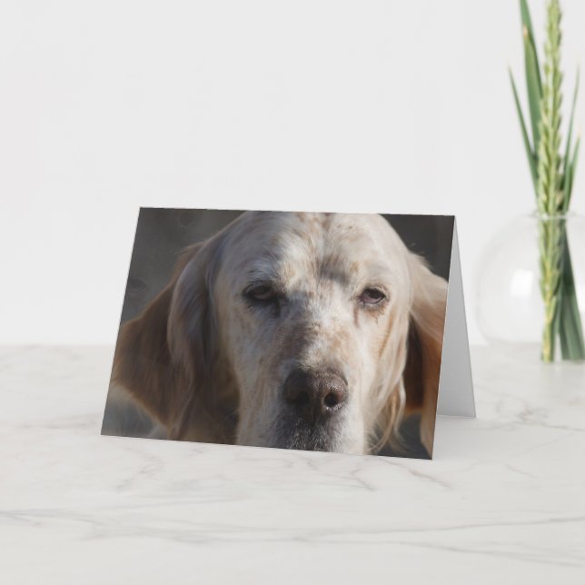 Cute English Setter Greeting Card (Front)