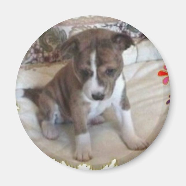 Cute Enough Basenji Pup Magnet (Front)