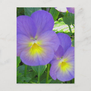 Cute Faced Pansy Postcard