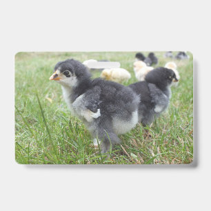 cute, farm, animals, kids, farm animals, pet, ID badge