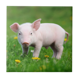 Cute Farm Living Barn Pink Piglet Ceramic Tile