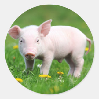Cute Farm Living Barn Pink Piglet Classic Round Sticker