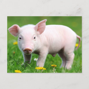 Cute Farm Living Barn Pink Piglet Postcard