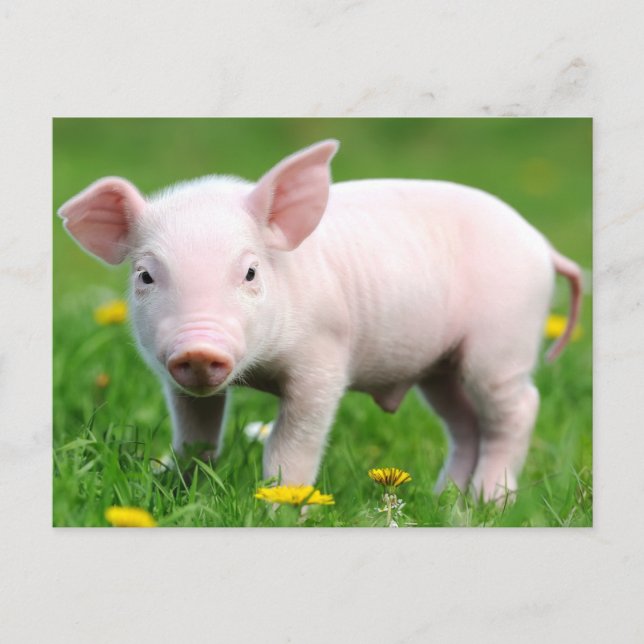 Cute Farm Living Barn Pink Piglet   Postcard (Front)