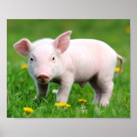 Cute Farm Living Barn Pink Piglet