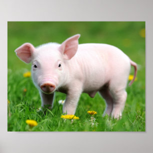 Cute Farm Living Barn Pink Piglet Poster
