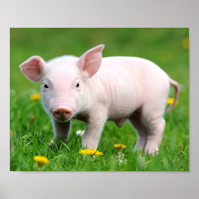 Cute Farm Living Barn Pink Piglet  Poster (Front)