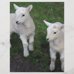 Cute Farm Ranch Baby Twins Sheep Lamb