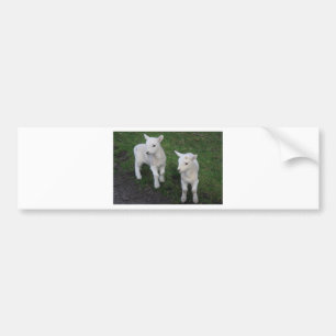 Cute Farm Ranch Baby Twins Sheep Lamb Bumper Sticker