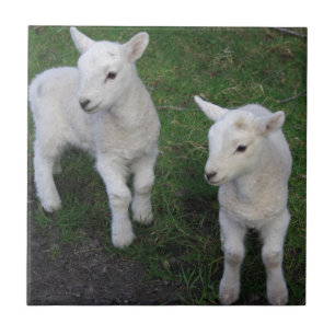 Cute Farm Ranch Baby Twins Sheep Lamb Ceramic Tile