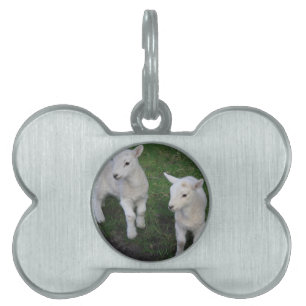 Cute Farm Ranch Baby Twins Sheep Lamb Pet Tag