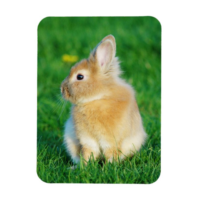 Cute Fawn Bunny Sitting in Grass Magnet (Vertical)